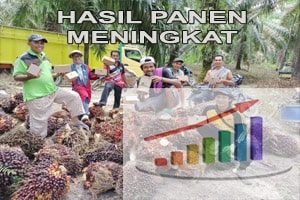 hasil-panen-pupuk-th-fierza